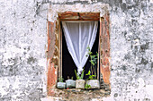 Window with curtain and flower pots in the village of Roça Porto Real on the island of Príncipe in West Africa
