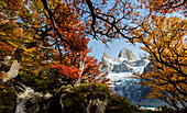 Argentina, Los Glaciares National Park. Mt. Fitz Roy through window of Lenga Beech trees in fall.