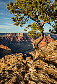 USA, Arizona, Grand Canyon National Park, Pinyon-Kiefer wächst am Hopi Point an den Klippen