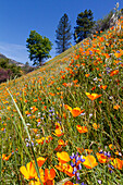 California Poppies. Yosemite Valley. Unesco World Heritage Site, California.