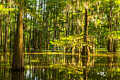 USA, Louisiana, Atchafalaya National Heritage Area. Tupelo-Bäume im Sumpf