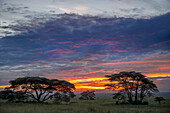 Akazien bei Sonnenuntergang Silhouette, Serengeti Nationalpark, Tansania, Afrika