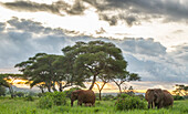 Afrika, Tansania, Tarangire-Nationalpark. Afrikanische Elefanten bei Sonnenuntergang
