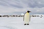Antarctica, Snow Hill. A single adult emperor penguin stands in front of the colony.