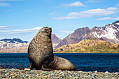 South Georgia Island, Stromness Bay, Fur Seal