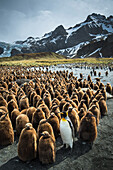 South Georgia Island, Gold Harbour. King penguin adult and chicks.