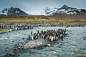 Insel Südgeorgien, St. Andrews Bay. Königspinguine und Gletscherschmelzwasserstrom.