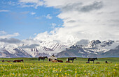 Traditionelle Jurte die Transalai-Berge im Hintergrund. Alaj-Tal im Pamir-Gebirge. Zentralasien, Kirgistan