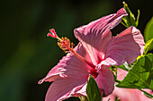 Caribbean, Trinidad, Asa Wright Nature Center. Hibiscus blossom close-up