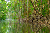 Caribbean, Trinidad. Caroni Swamp scenic