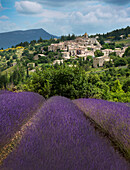 Lavendelblüte in der Nähe von Sault in Südfrankreich