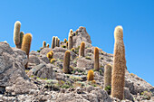Bolivien, Uyuni, Salar de Uyuni, Echinopsis tarijensis und pasacana. Felseninseln in den Salinen sind der perfekte Lebensraum für die langsam wachsenden Echinopsis-Kakteen.