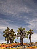 Teppich-Unkraut zusammen mit Opuntia Prickly Pear Cactus, South Plaza Island, Galapagos-Inseln, Ecuador.
