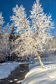 USA, Alaska. Stream and frosted trees in winter.