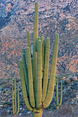 USA, Arizona, Catalina State Park, saguaro cactus, Carnegiea gigantea. Portrait of a giant saguaro cactus against the mountains.
