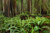 Farne unter riesigen Mammutbäumen, Stout Memorial Grove, Jedediah Smith Redwoods National and State Park, Kalifornien