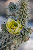 USA, California. Detail of Silver Cholla (Cylindropuntia echinocarpa) cactus flower in Anza-Borrego Desert State Park