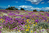 Wildblumen, San Jacinto Mountain, Palm Springs, Kalifornien