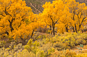USA, Colorado. Bench and cottonwoods in autumn