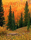 Hillside of Fall color, orange and gold Aspen trees in the Colorado Rocky Mountains