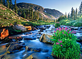 In den Rocky Mountains von Colorado ergießt sich frischer Frühlingsabfluss aus den Rocky Mountains an blühenden Wildblumen vorbei