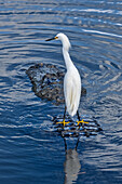 Great Egret riding on Alligator's back, Florida