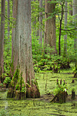 Cypress trees in Heron Pond, Cache River State Natural Area, Illinois
