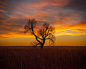 Einsamer Baum im Quivira Game Refuge, Kansas