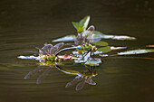 Blue Dasher Libellen Paarung, Creasey Mahan Nature Preserve, Kentucky