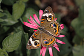 Gemeinsame Rosskastanie Schmetterling, Junonia Coenia, Creasey Mahan Nature Preserve, Kentucky