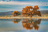 Cottonwood Tree reflektiert Teich, Bosque del Apache National Wildlife Refuge, New Mexico