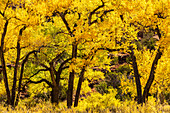 USA, New Mexico, Jemez River Valley. Cottonwood trees in autumn.