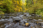 USA, Oregon, Silver Falls State Park. River rapids and forest in autumn.