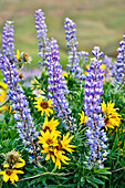 USA, Oregon, Columbia River Gorge, Close-Up of Lupine and Black-Eyed Susan