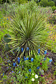 USA, Texas, Llano County. Szenisch mit Bluebonnets und Dolchbetriebsagave.