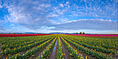 USA, Staat Washington, Skagit Valley. Reihen von Tulpen und Himmel