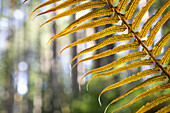 USA, Washington State, Guillemot Cove Nature Preserve. Sword fern in forest