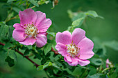 USA, Staat Washington, Seabeck. Wilde Rosenblüten im Naturschutzgebiet Guillemot Cove.