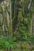 Moosiger üppiger Wald entlang des Maple Glade Trail im Quinault Rainforest im Olympic National Park, Washington State, USA