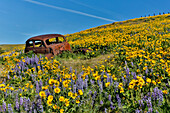 Old abandoned car, Springtime bloom with mass fields of Lupine, Arrow Leaf Balsamroot near Dalles Mountain Ranch State Park, Washington State