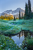 Vereinigte Staaten von Amerika, Washington. Mt. Rainier spiegelt sich im Tarn inmitten von Wildblumen im Indian Henry's Hunting Ground, Mt. Rainier National Park wider.
