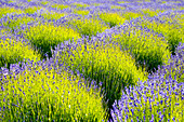 USA, Washington State, Port Angeles, Lavender Field