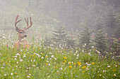 WA, Mount Rainier National Park, Black-tailed deer buck in wildflower meadow, Odocoileus hemionus
