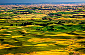 Yellow Green Wheat Fields Roads and Farms from Steptoe Butte at Palouse, Washington