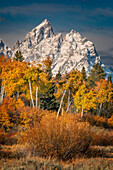 Herbstansicht von Espen und Teton Range, Grand-Teton-Nationalpark, Wyoming