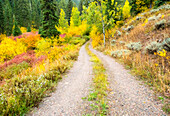 USA, Wyoming, Hoback Herbstfarben entlang Highway 89 und Schotterstraße mit Hartriegel, Willow, Evergreens, Espen