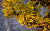 Sycamore maple in autumn, Eng Alm, Hinterriss, Karwendel, Tirol, Austria
