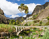 Zuckerrohr ernten. Tal Ribeira do Paul auf der Insel Santo Antao, Kap Verde