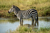 Africa, Tanzania, zebra