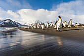 South Georgia Island, St. Andrew's Bay. King penguins walk on beach at sunrise